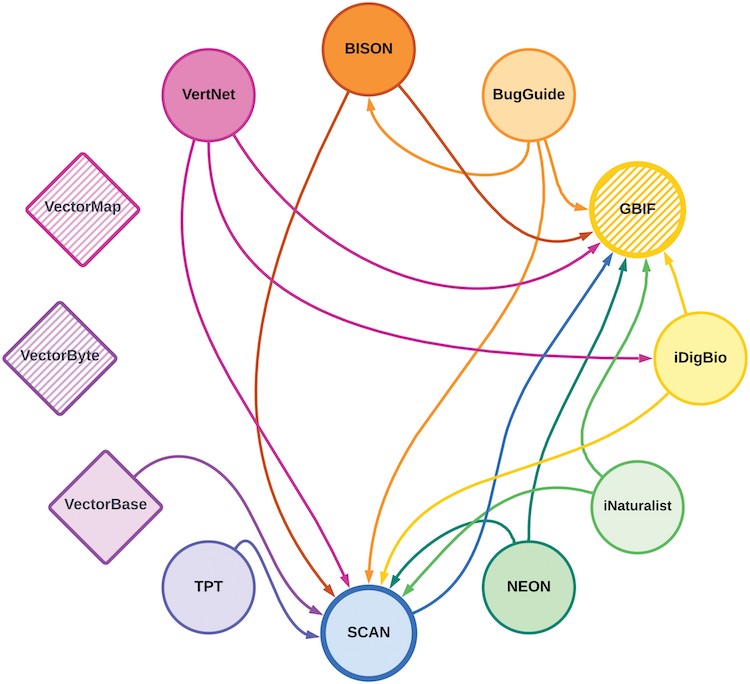 Twelve databases are shown by their name, with arrows indicating how the databases are connected. Colors have no meaning. Starting at the top and moving clockwise, the databases are BISON, Bug Guide, G.B.I.F., I Dig Bio, I Naturalist, NEON, SCAN, T.P.T., Vector Base, Vector Byte, Vector Map, and Vert Net. G.B.I.F. and SCAN are the two major data aggregators. Vector Byte and Vector Map do not currently export data to other platforms.