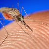 How Mosquitoes Die Matters for Malaria Control