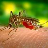 NSF funding UF research on Zika virus