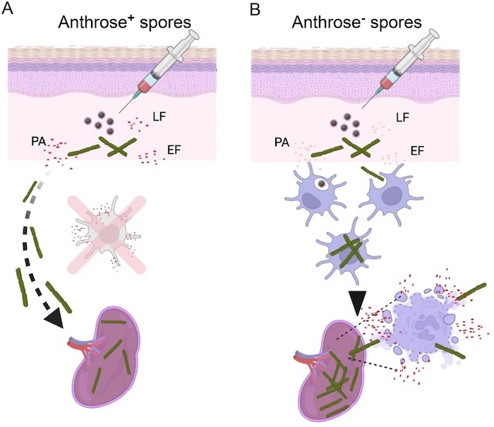 Two diagrams are shown to detail the differences in subcutaneous anthrax infection. The left panel demonstrates anthrose positive spores of anthrax. The right demonstrates anthrose negative spores of anthrax.