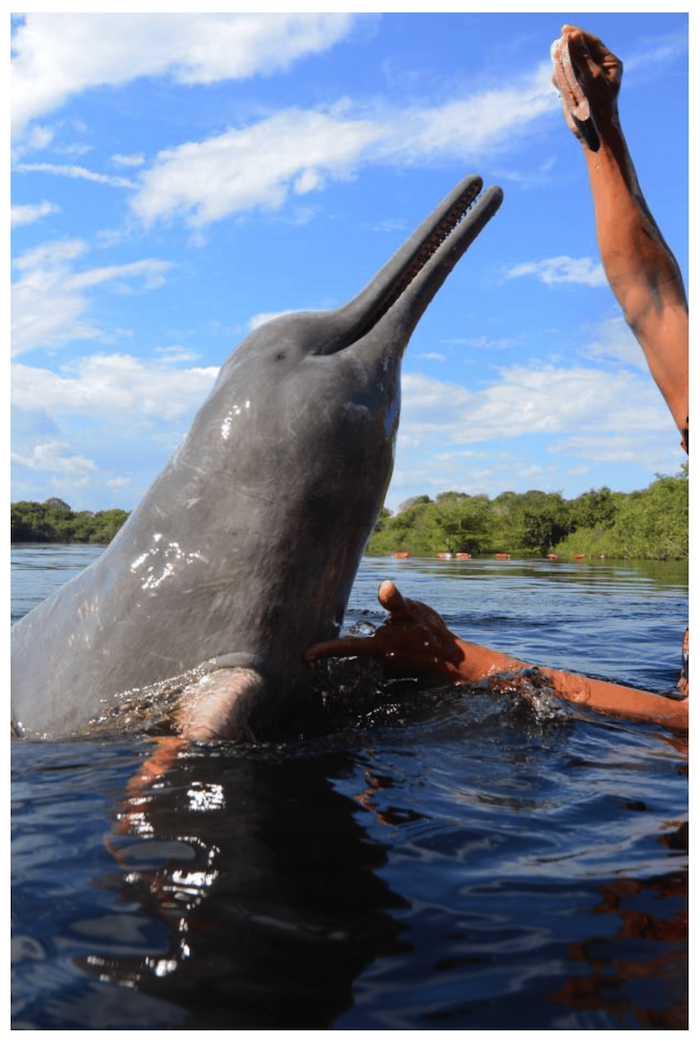 Picture of an Amazon River Dolphin at a boto interaction platform.