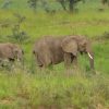 Assessing welfare of captive elephant populations
