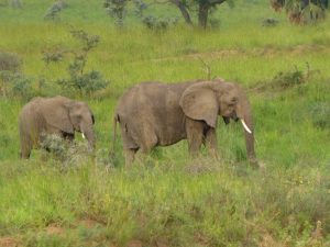Murchison Elephants