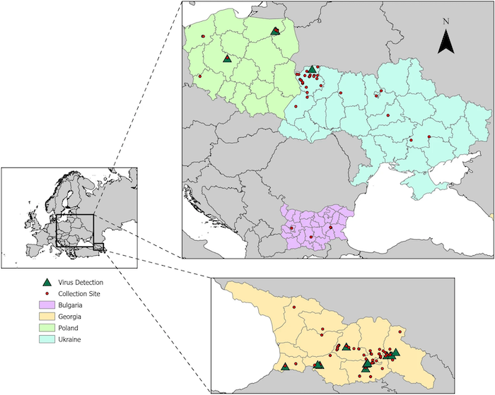 Three maps are shown. The small map on the left is a map of Europe. Two black rectangles indicate the regions shown in the other two maps. The map on the top right highlights three countries, Bulgaria in purple, Poland in green, and Ukraine in blue. The map on the bottom right highlights Georgia in orange. In both maps on the right, the countries are divided into their administrative divisions, green triangles show virus detection locations and red circles show collection sites.