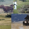 Geography Colloquium: Wildlife Movement and Disease Risk: Exploring Anthrax Transmission in Montana