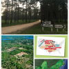 Geography Colloquium: Forest Mosaics - Spatial Forest Management Patterns from Stands to Regional Scales in Southeastern U.S. Coastal Plain and Piedmont