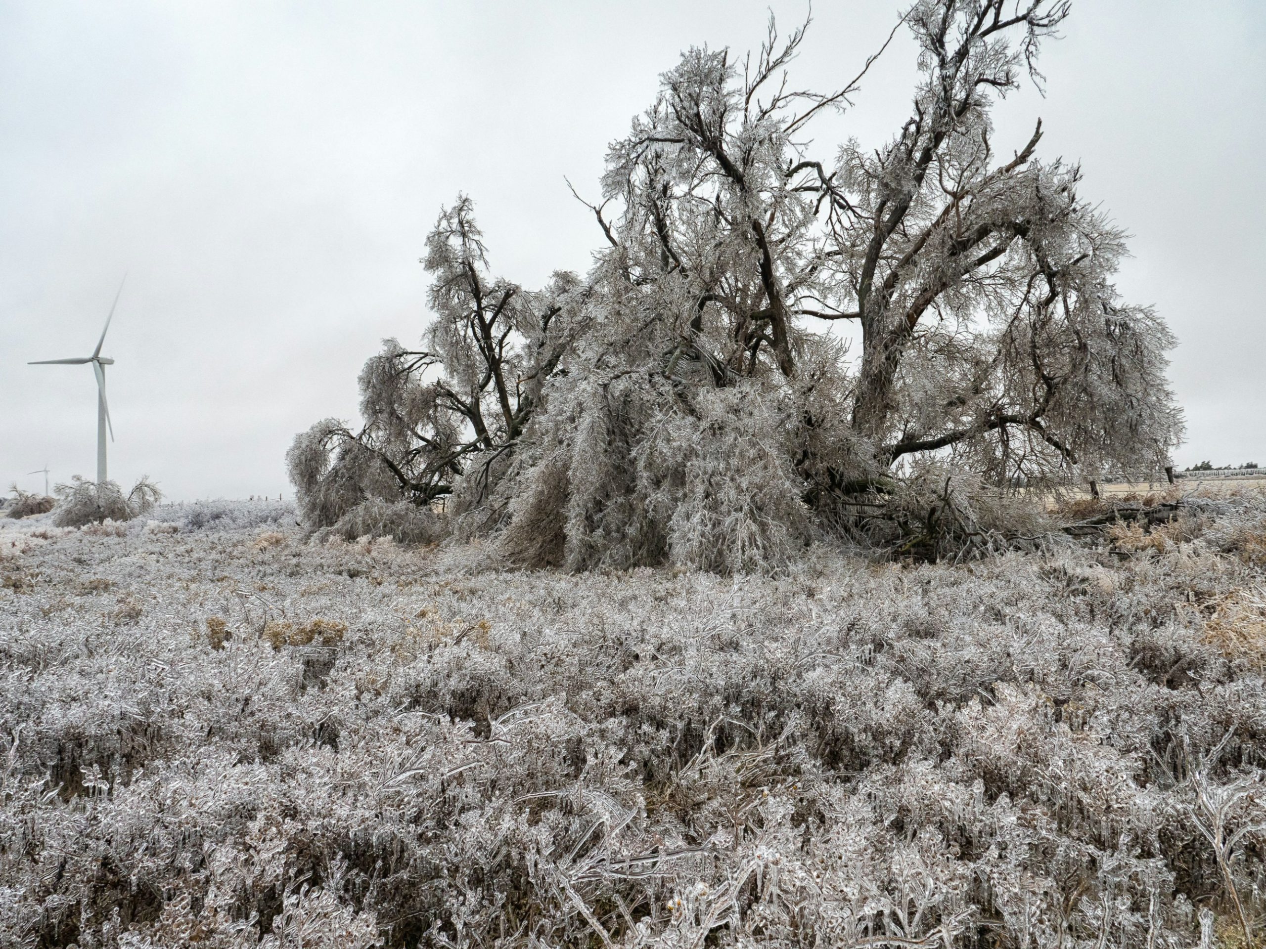 Damage on a tree from a crippling ice storm in Oklahoma.