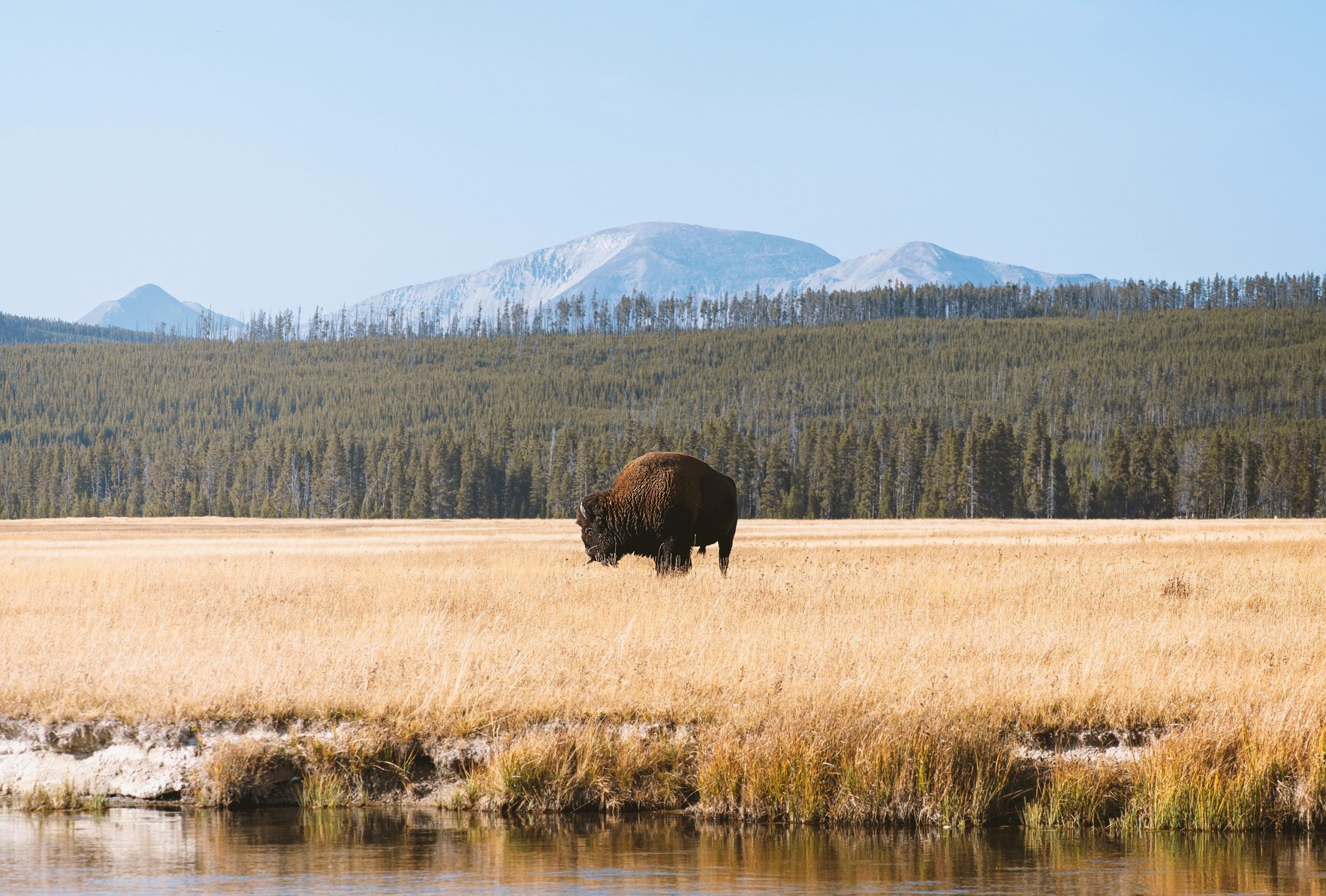 Standing dead trees and associated park asset wildfire vulnerability in Yellowstone National Park