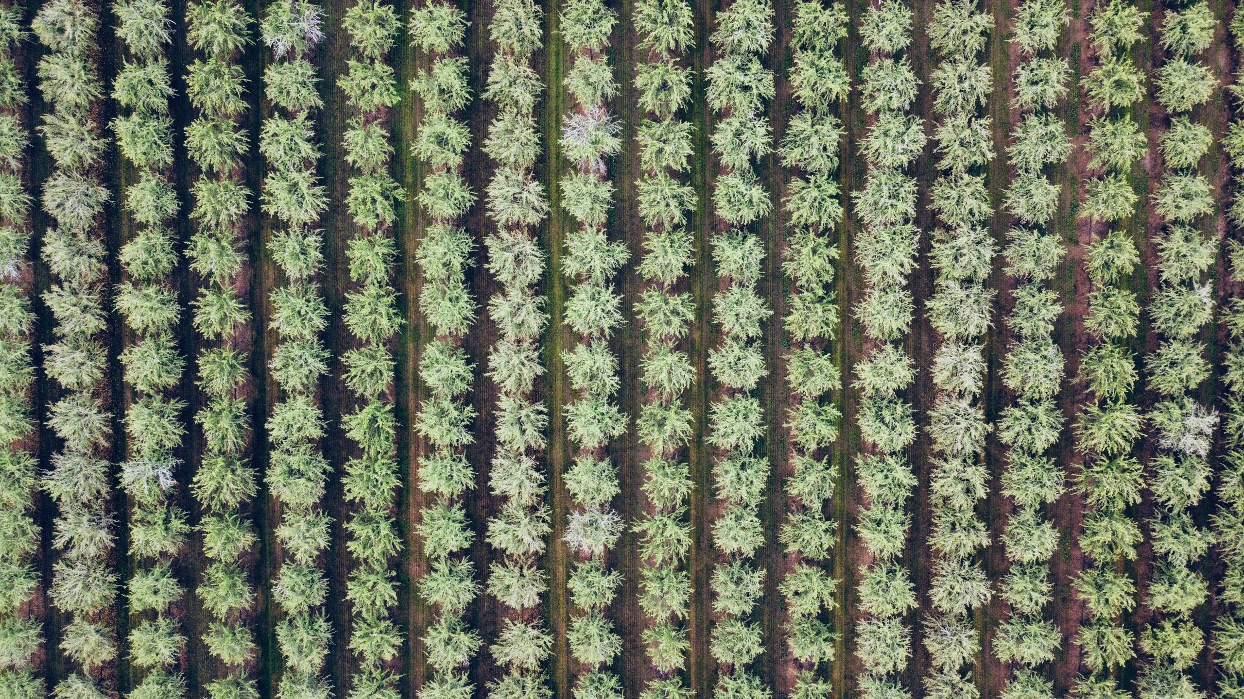 Assessing model trade-offs in agricultural remote sensing