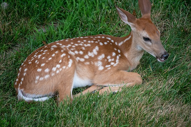 Image of white tail deer fawn lying on grass.